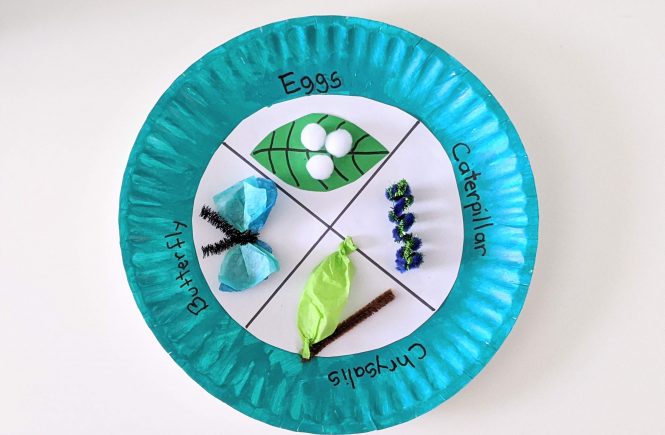 butterfly life cycle craft