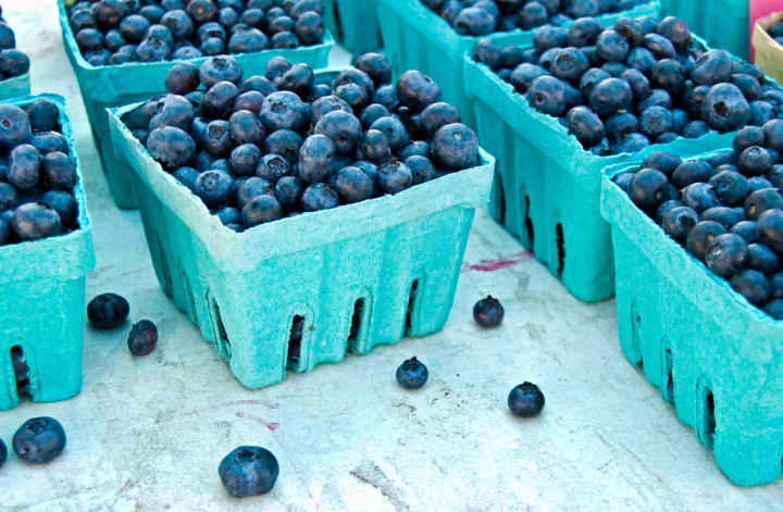 Blueberry picking with kids