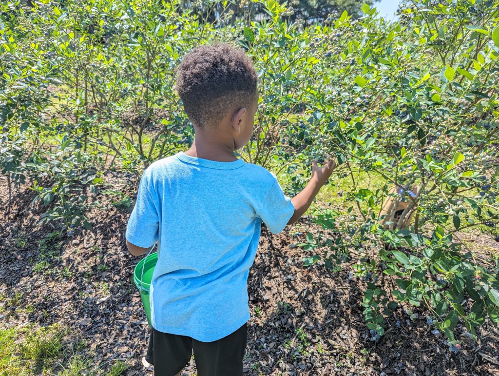 blueberry picking with kids, Keel Farms Blueberry Festival in Plant City, FL