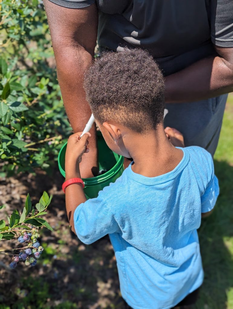 blueberry picking with kids, Keel Farms Blueberry Festival in Plant City, FL