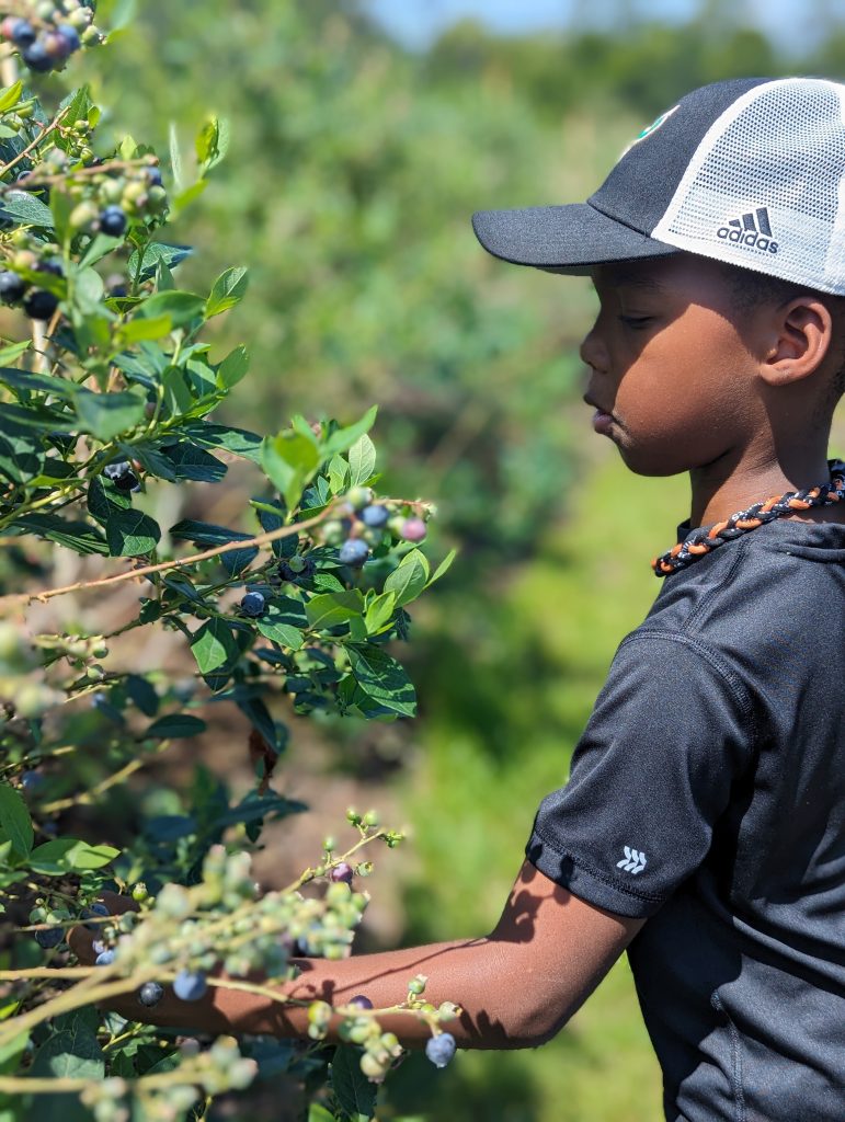blueberry picking with kids, Keel Farms Blueberry Festival in Plant City, FL
