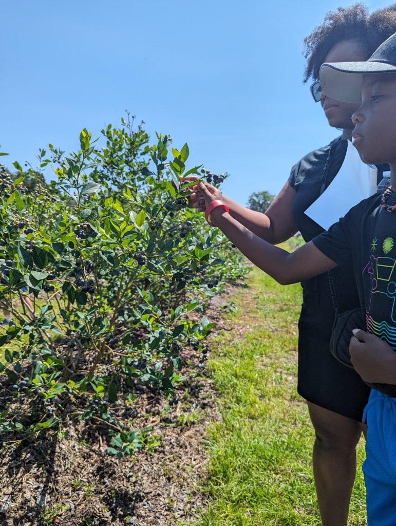 blueberry picking with kids, Keel Farms Blueberry Festival in Plant City, FL