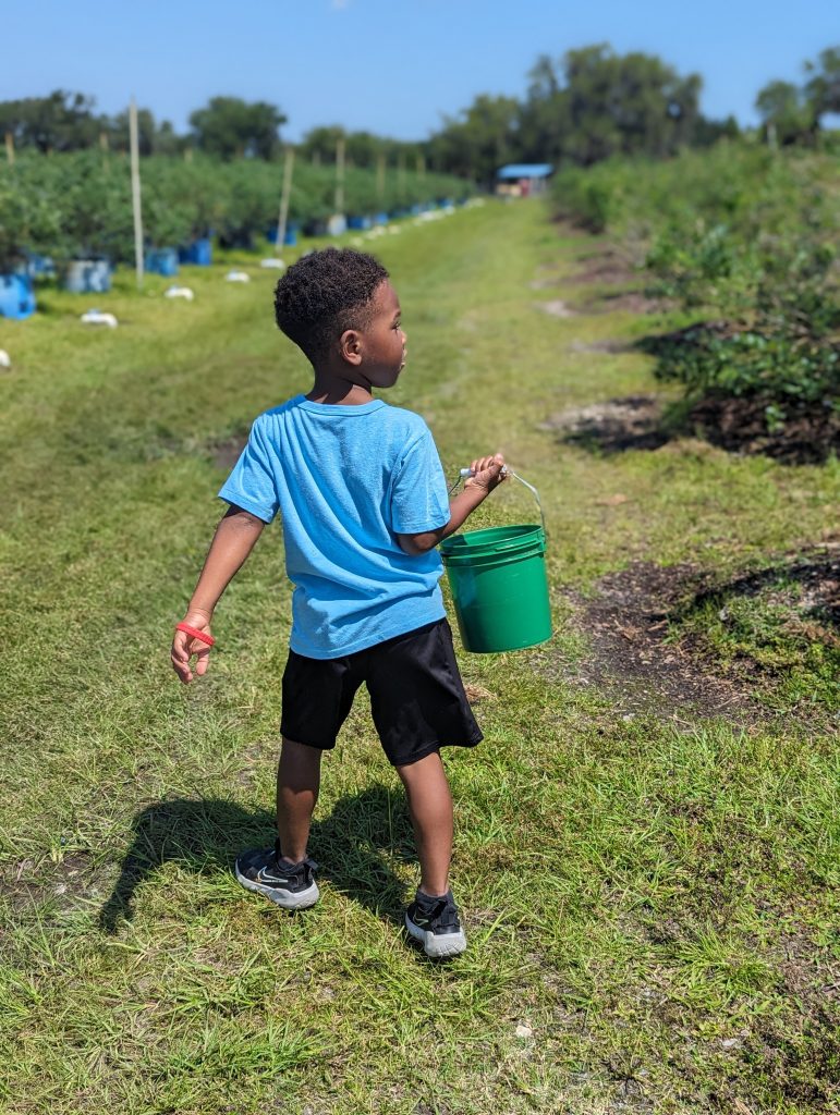 blueberry picking with kids, Keel Farms Blueberry Festival in Plant City, FL