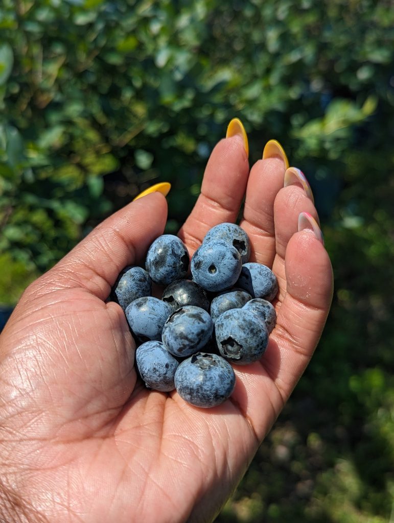 blueberry picking with kids, Keel Farms Blueberry Festival in Plant City, FL