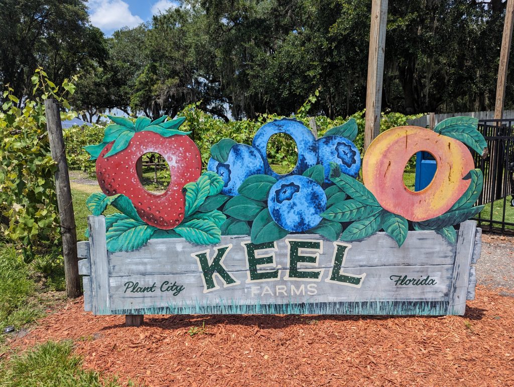 blueberry picking with kids, Keel Farms Blueberry Festival in Plant City, FL