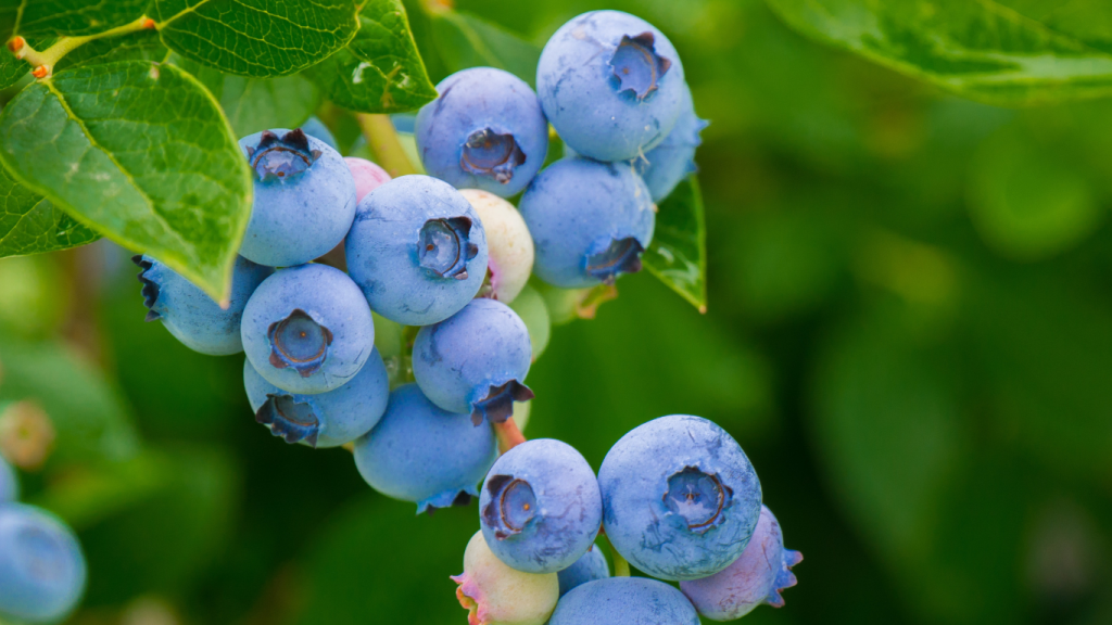 blueberry picking with kids