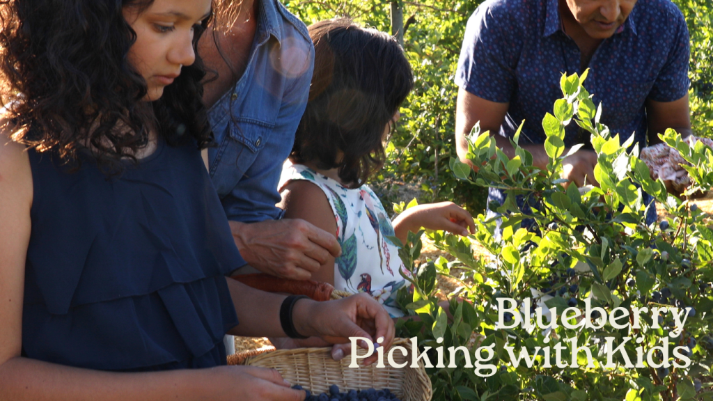 blueberry picking with kids